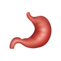 Stomach Vector Image - 1815072 | StockUnlimited
