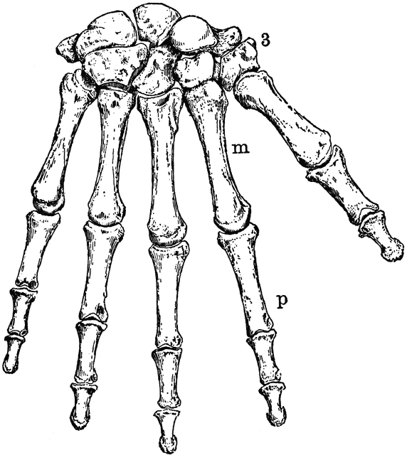 The Human Wrist and Hand Bones | ClipArt ETC