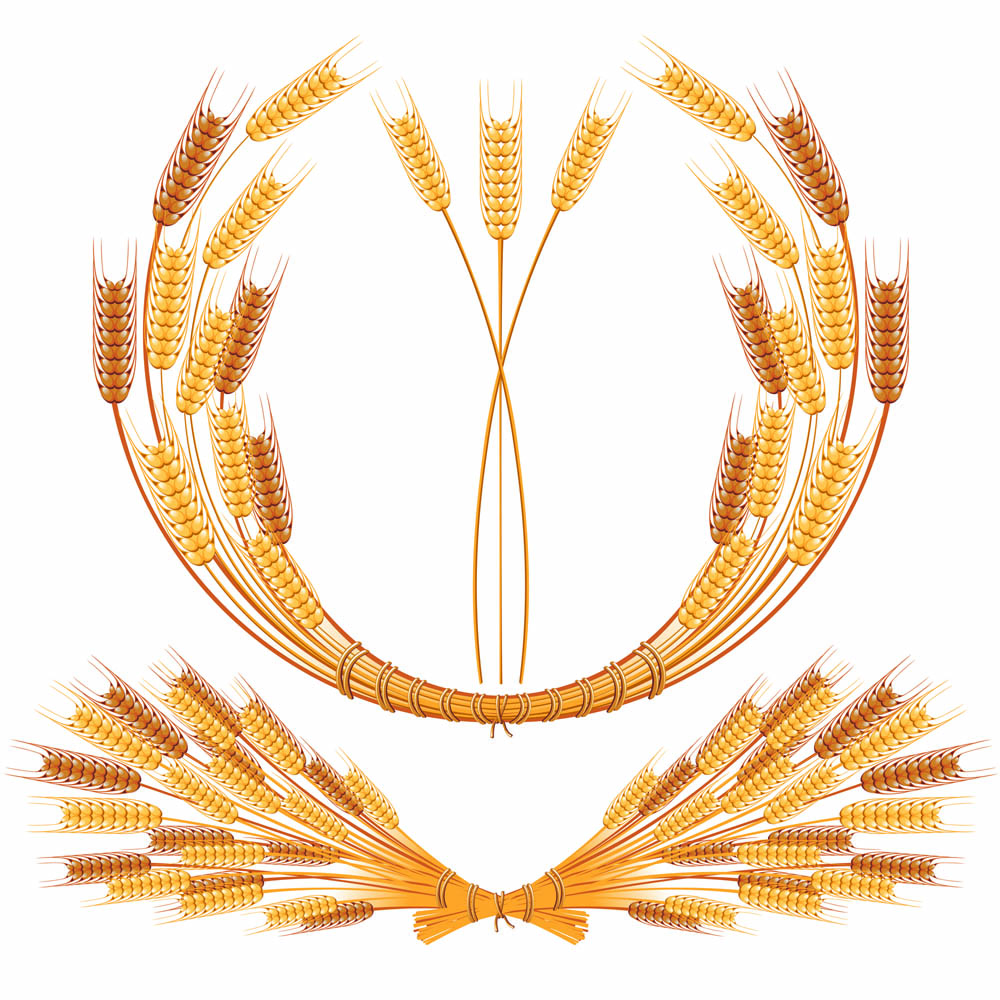 Vector Wheat / Wheat Free Vectors Download