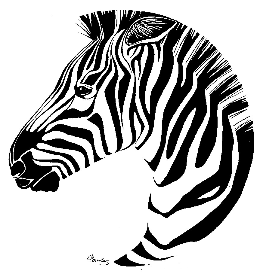 Zebra Line Drawing - ClipArt Best