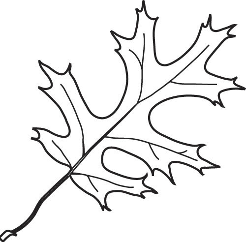 Oak Leaves Drawing - ClipArt Best