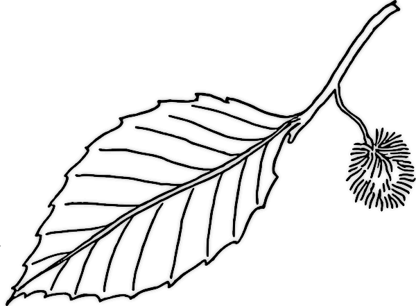 Biology Leaf Structure - Shmoop Biology