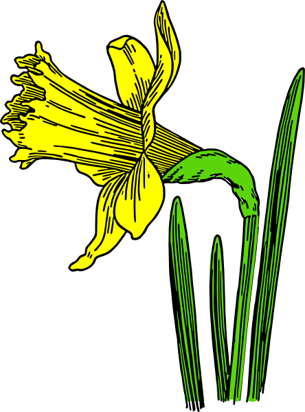 Daffodil clip art - vector clip art online, royalty free & public ...