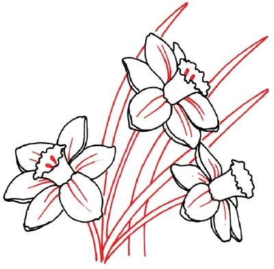 Narcissus Flower Drawing - ClipArt Best
