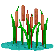 Cattail Clip Art - Cattails - Six Cattails in Water