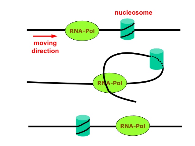 Transcription