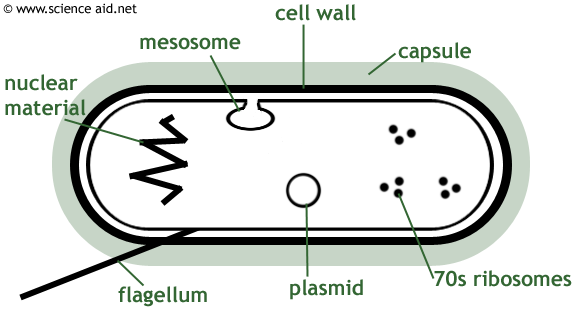 diagram of bacterial cell - judy reyes photos