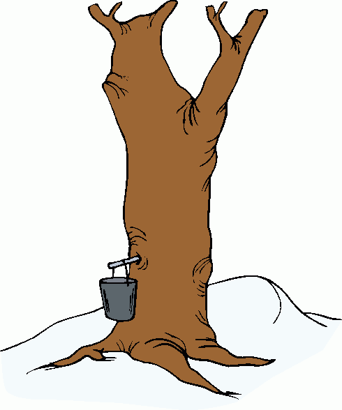 Maple Sugaring Clipart