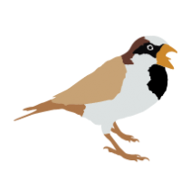 SPARROW CLIPART Archives - Animal Clip Arts