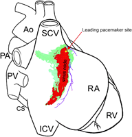 New Insights Into Pacemaker Activity