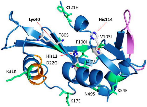 Prediction of Functional Loss of Human Angiogenin Mutants ...