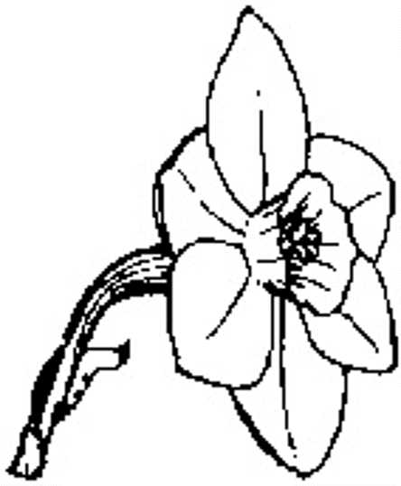 GSLDS Daffodil Horticulture Classifications Page