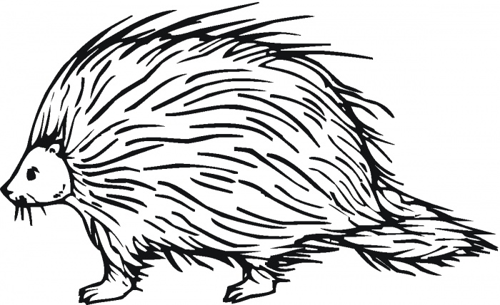 Porcupine Clipart | Free Download Clip Art | Free Clip Art | on ...