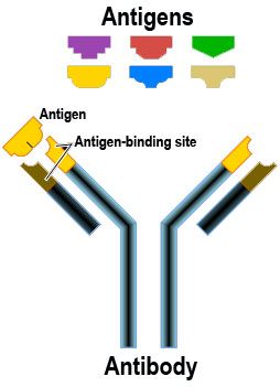 CISN - Immunotherapy / Cancer Vaccines