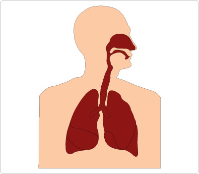 Free clipart respiratory system