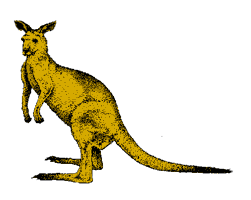Picture Of Cartoon Kangaroo Animal Hq Funny