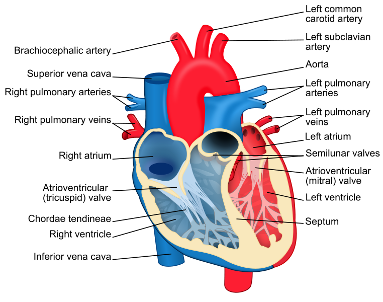 The o'jays, Heart diagram and Heart location