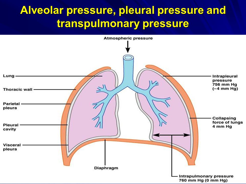 Learning objectives Pulmonary structure and mechanics. Gas ...