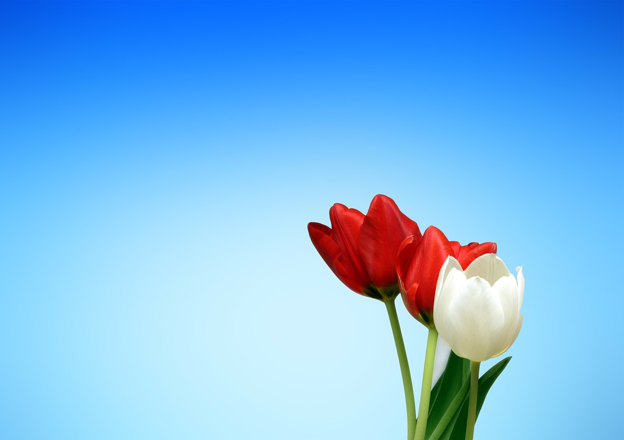 Aesthetics red white tulips spring Free PPT Backgrounds for your ...