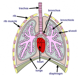 Exchange Surfaces - Breathing and The Lungs - ClipArt Best ...