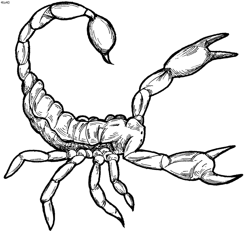 Cartoon Scorpion - ClipArt Best