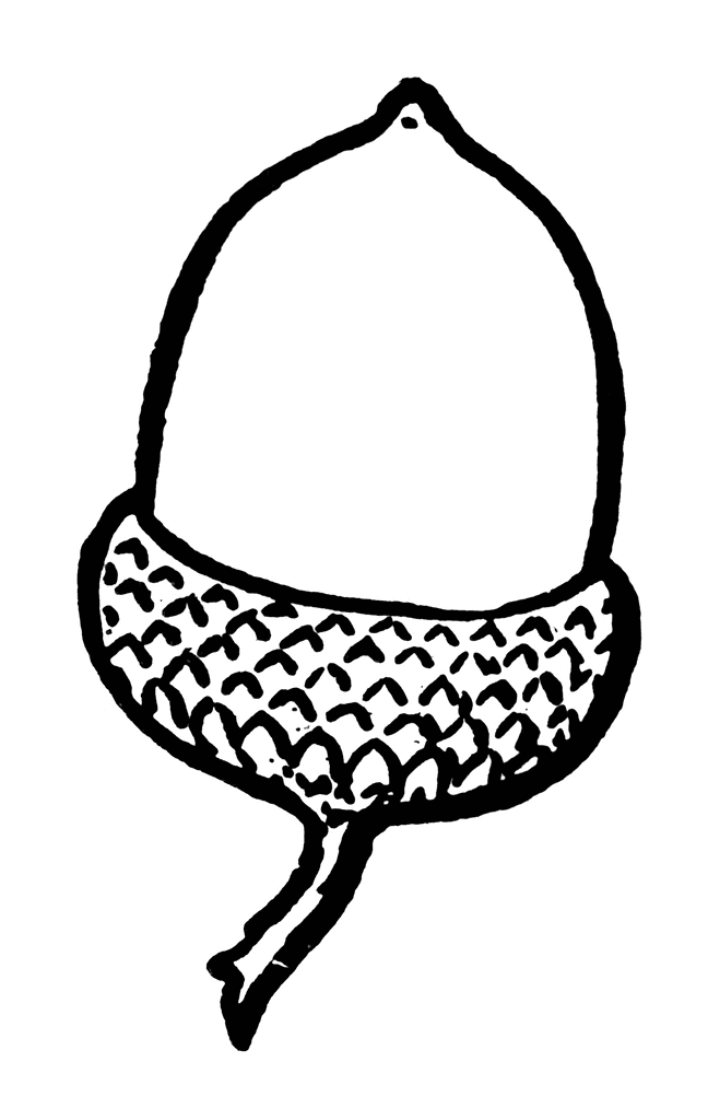 Acorn Drawing - ClipArt Best