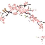 hi resolution cherry blossom clip art - pixbim.com