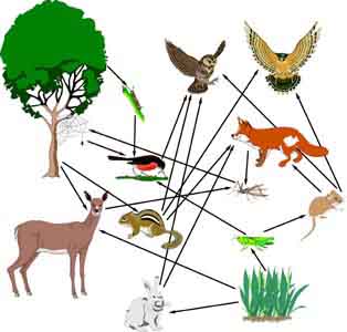 Food Chain Clipart