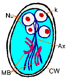 Intestinal Protozoa