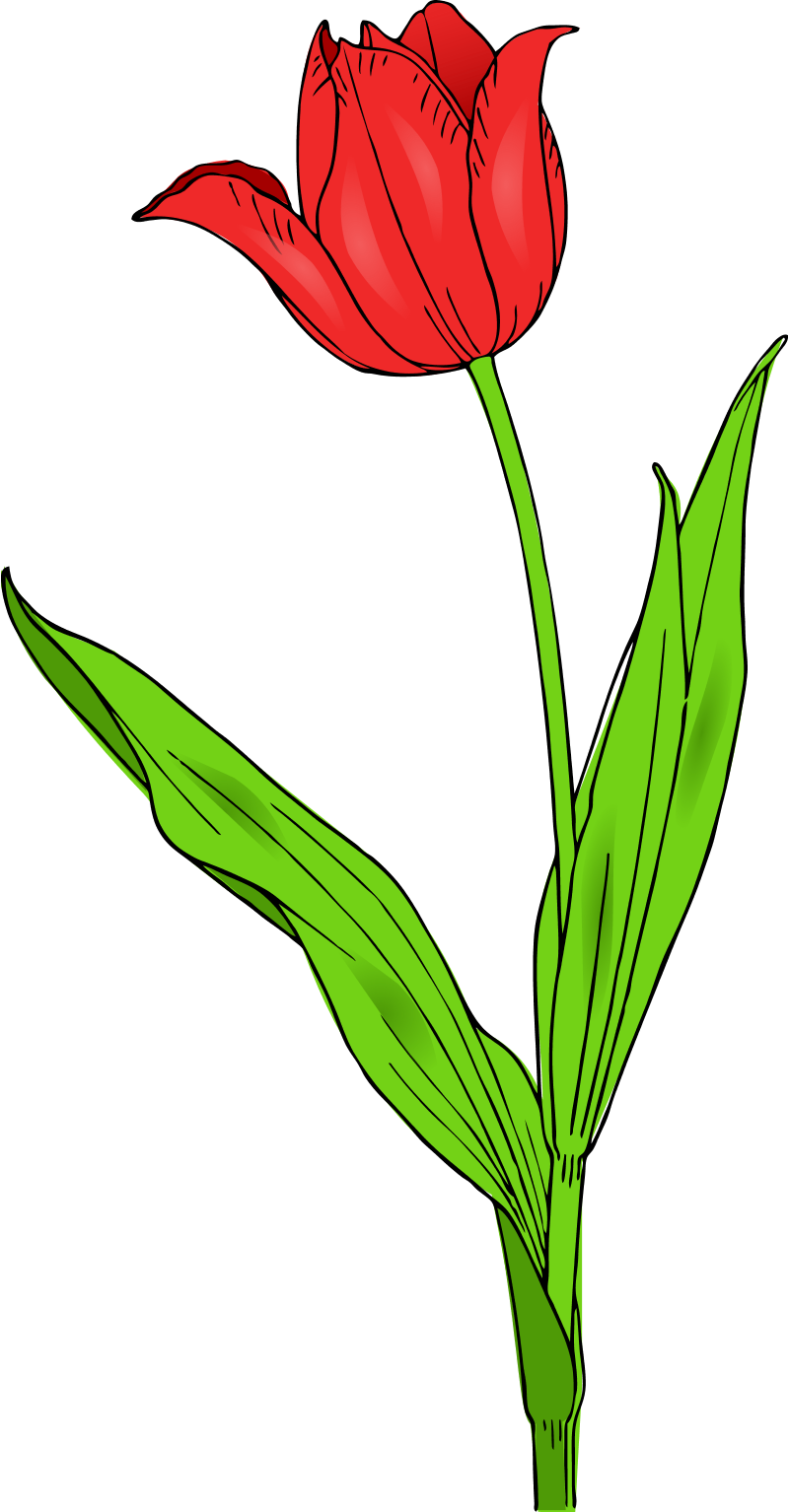 Colored Tulip Spring Flowers 2011 Clip Art SVG openclipart.org ...