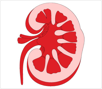 Animated Kidney Clipart - ClipArt Best - ClipArt Best