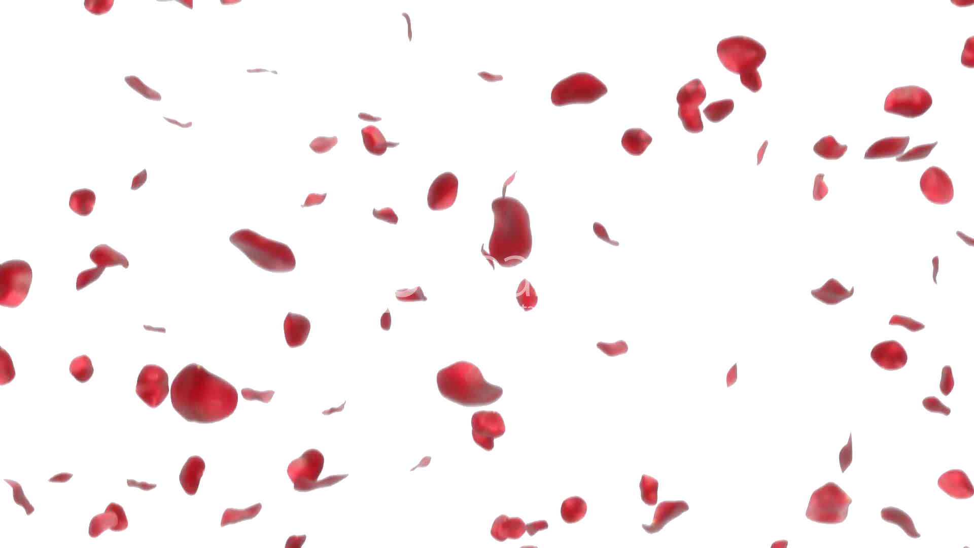 Rose Petals PNG Image | PNG Mart