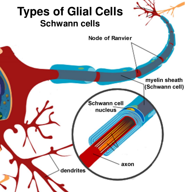 The Nervous System (cell types) - Vegan Vampire