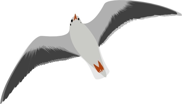 Vector seagull for free download about (18) vector seagull. sort ...