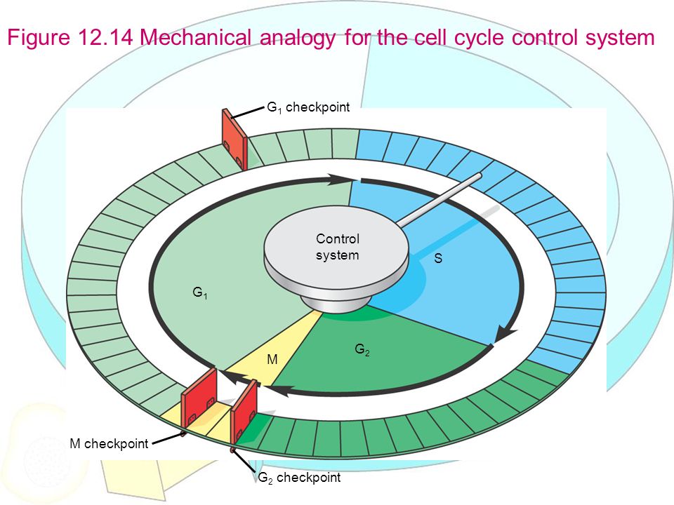 Students Get handout – FRQs Pull out LL for check Cell phones in ...