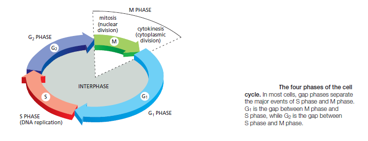 The Cell cycle