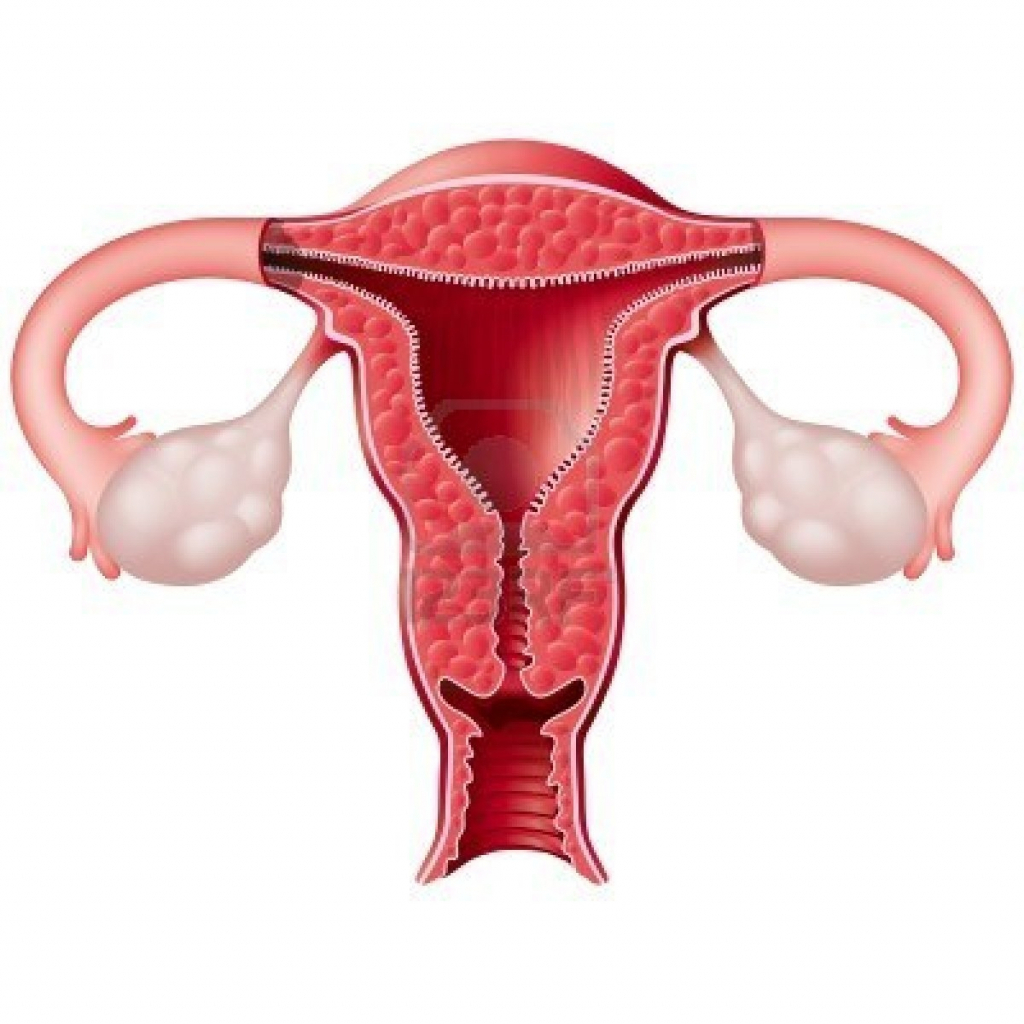 Female Reproductive System Blank Diagram - Human Body Diagram