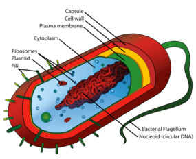 Gram-positive vs Gram-negative Bacteria - Difference and ...