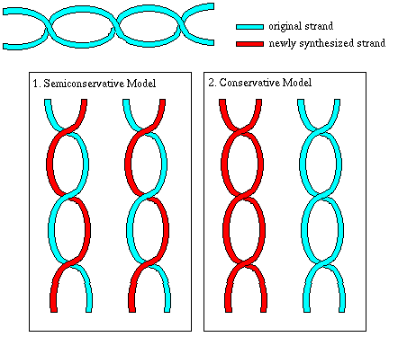 401G Lecture #3 DNA Replication