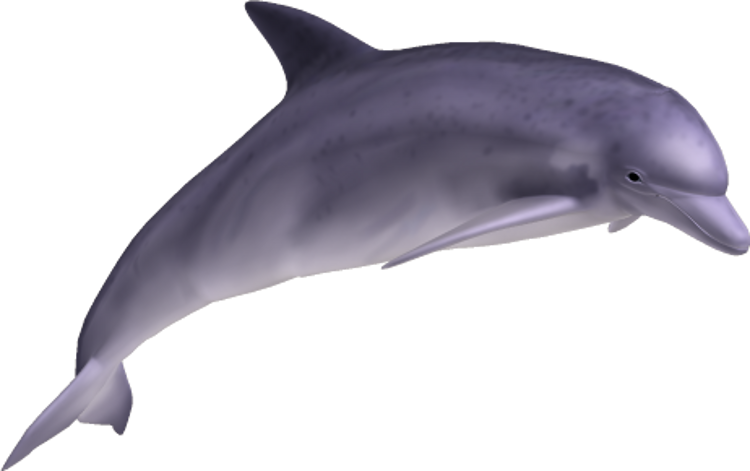 Dolphin PNG image free download