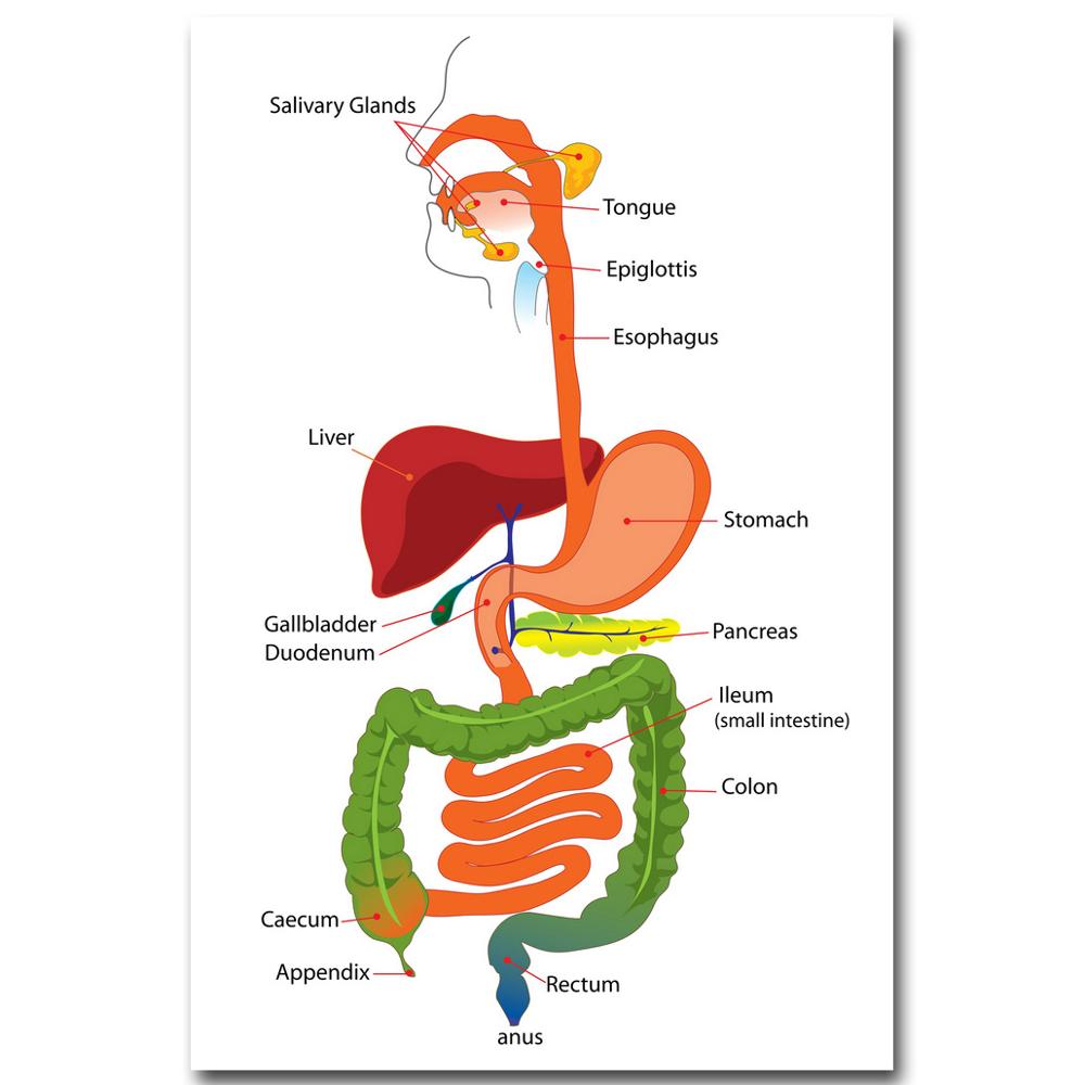 Popular Human Body Maps-Buy Cheap Human Body Maps lots from China ...