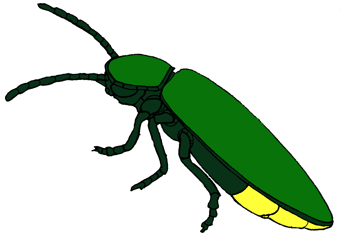 Firefly Insect Clipart