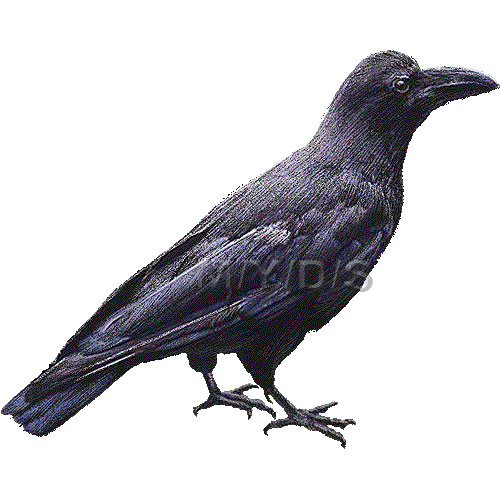 Jungle Crow, Indian Corby, Large-billed Crow clipart graphics ...