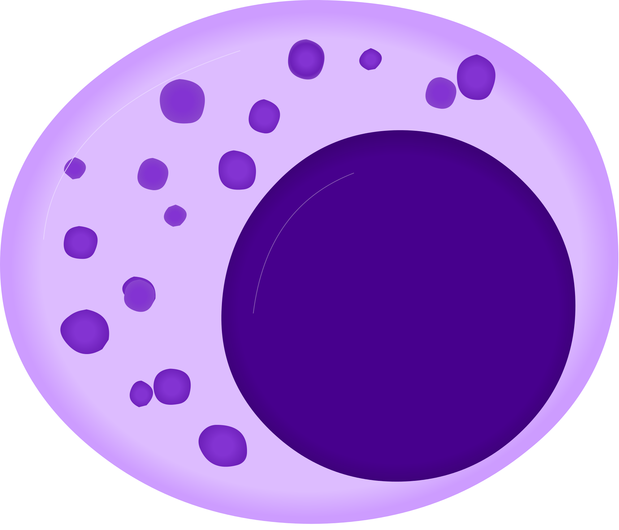 Lymphocyte Diagram - ClipArt Best