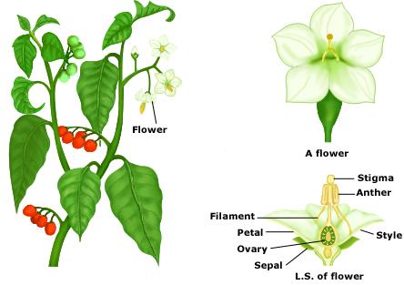 Family Solanaceae | Tutorvista.com