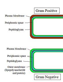 Structural Biochemistry/Three Domains of Life/Bacteria - Wikibooks ...