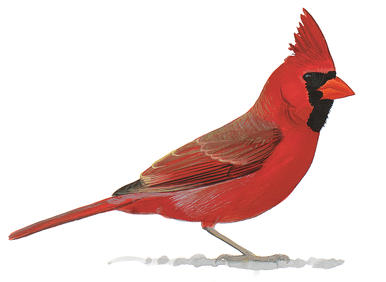 Why Some Birds Have Red Feathers