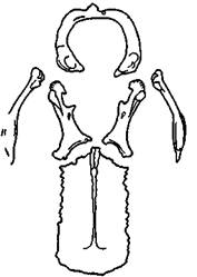 The anatomy of the human shoulder