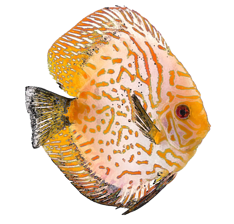 free clipart tropical fish - photo #46