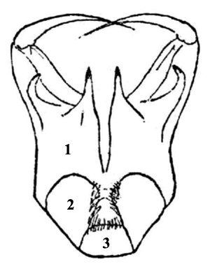 Zygoballus sexpunctatus